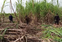 Produksi Gula Jombang 2026 Ditarget 40 Ribu Ton