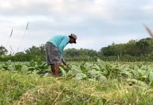 Jombang Alokasikan Dana Cukai untuk Pupuk