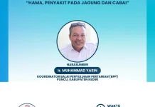 Strategi BPP Puncu Tangani Hama Tanaman