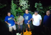 Polres Kediri Bongkar Budidaya Ganja Rumahan