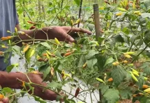 Cuaca Ekstrem, Tanaman Cabai di Jombang Terserang Hama Patek