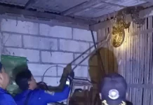Damkar Lakukan Evakuasi Ular Piton 2,1 Meter Pemangsa Ayam