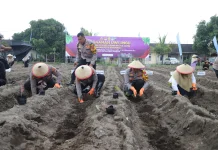 Polisi Kediri Tanam 3.000 Uwi Ungu