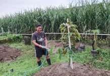 Bukan Sekedar Hobi, Menanam Pohon Dianjurkan dalam Islam