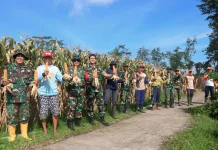 Anggota TNI dan Masyarakat Panen Raya Jagung di Desa Gadungan