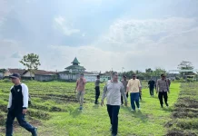 Perkuat Ketahanan Pangan, Kapolres Kediri Tinjau Perkembangan Lahan Uwi Ungu
