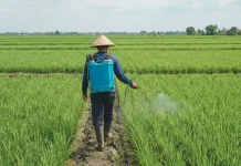 Petani di Jombang Waspadai Lonjakan Hama Wereng dan Tikus