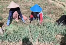 Musim Panen, Petani Bawang Merah di Jombang Keluhkan Penurunan Harga