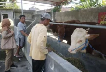 Jombang Perkuat Sektor Peternakan Melalui Program Hibah Ternak