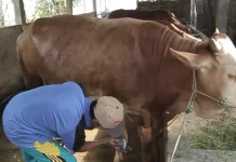 Dampak PMK, Populasi Sapi Jombang Alami Penurunan