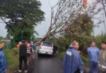 Dampak Cuaca Ekstrem, 18 Pohon Tumbang di Kota Kediri