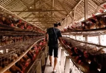 Peternak Ayam Petelur di Jombang Keluhkan Tingginya Harga Pakan