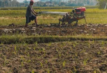 Cuaca Tak Menentu, Petani Tembakau di Jombang Tunda Tanam