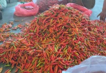 Harga Cabai Rawit Kembali Naik di Kediri