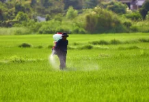 Aturan Perlindungan Lahan Pertanian di Jombang Masih Menunggu Finalisasi