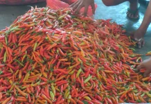 Pengiriman Jabodetabek Libur, Harga Cabai di Kediri Turun