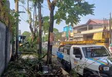 Hujan Angin Landa Kota Kediri, Puluhan Pohon Tumbang