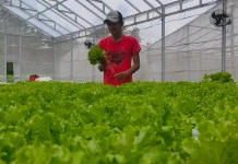 Sayur Hidroponik Diminati SPPG untuk Menu MBG