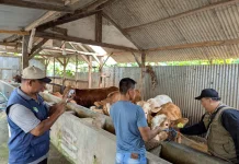 Tekan Penyebaran Virus, Jombang Terima 25 Ribu Dosis Vaksin PMK Tahap II