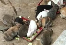 Memanfaatkan Sampah Sayur untuk Pakan Kelinci