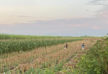 Cuaca Tak Menentu, Petani Jagung Terancam Merugii