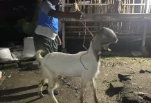Peternak Kambing Mulai Menyiapkan Hewan Kurban