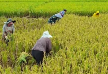 Gabah Mahal, Penggilingan Berebut Pasokan