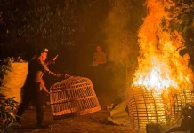 Operasi Cipta Kondisi, Polisi Tertibkan Arena Judi Sabung Ayam