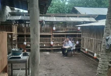 Ternak Ayam Kampung Petelur Ciptakan Peluang Usaha Rumahan