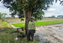 Panen Hampir Usai, Harga Gabah di Jombang Tetap Tinggi