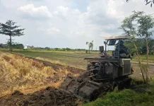 Ancaman El-Nino, Petani di Jombang Diimbau Lakukan Penyesuaian Pola Tanam