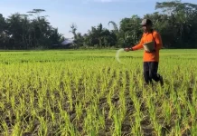 Serapan Pupuk Tinggi, Disperta Jombang Perkuat Pengawasan