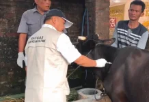 Menjelang Idul Adha, Jombang Percepat Vaksinasi PMK