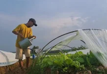 Harga Pupuk Turun, Petani dari Aceh hingga Kalimantan Untung