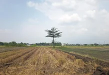 Menjelang Musim Kemarau, Disperta Jombang Petakan Wilayah Rawan Kekeringan