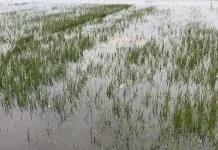 Ratusan Hektare Sawah di Jombang Alami Puso Musim Panen Raya I