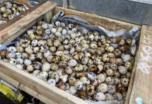Harga Telur Puyuh Turun di Pasar Pamenang