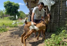 Ciri-Ciri Kambing Kurban yang Sehat