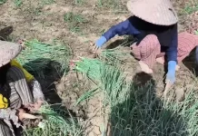 Pasokan Melimpah, Harga Bawang Merah di Tingkat Petani Merosot
