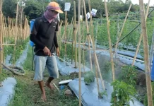 Peralihan Musim, Petani Cabai di Jombang Waspada Serangan Thrips hingga Tungau