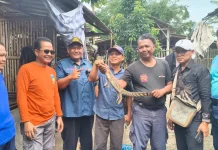 Seekor Anakan Buaya Resahkan Warga