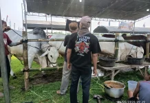 Ratusan Ekor Sapi Dilombakan dalam Kontes Ternak 2026 Kabupaten Kediri