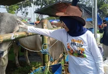 Menjelang Idul Adha, Kabupaten Kediri Perketat Lalu Lintas Ternak