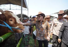 Kontes Ternak Sapi di Kabupaten Kediri Ditarget Menjadi Agenda Tahunan