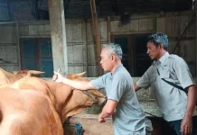 Nol Kasus PMK, Jombang Tetap Intensifkan Vaksinasi