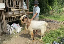 Menjelang Idul Adha Harga Kambing mulai Naik