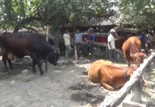 Harga Sapi Kurban di Jombang Mulai Naik Menjelang Iduladha