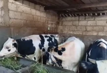 Menjelang Hari Raya, Harga Sapi Naik