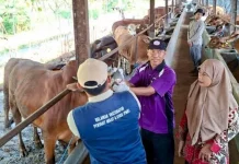 Vaksinasi PMK Tahap Dua di Jombang Capai 65 Persen
