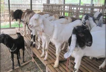Menjelang Idul Adha, Penjual Hewan Kurban Musiman di Jombang Mulai Bermunculan